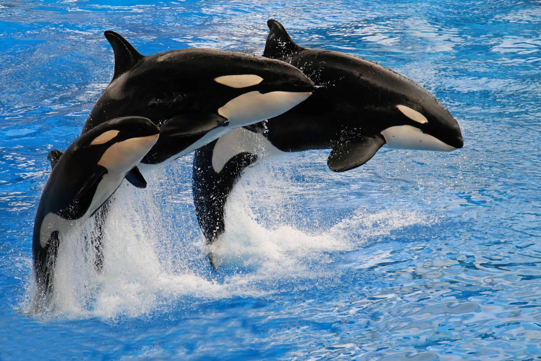 Why Do Orcas Eat Shark Liver: The Science Behind It!