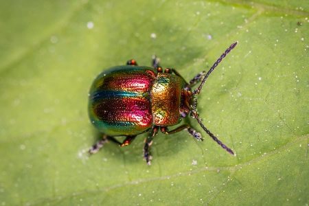 How To Get Rid Of Carpet Beetles Naturally? - Real Detroit Weekly