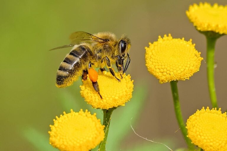 200-funny-bee-names-the-art-of-naming-your-bees