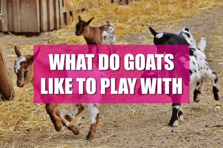 what-do-goats-like-to-play-with-exploring-their-playtime-preferences