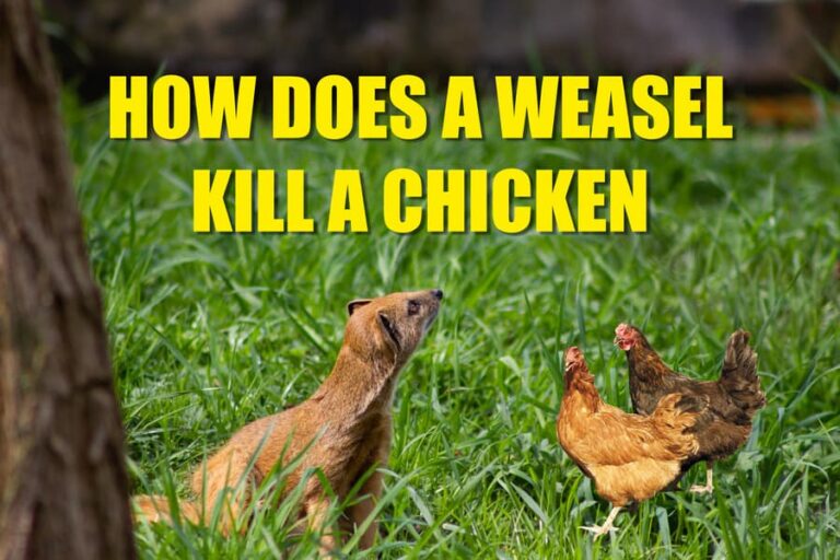 How Does A Weasel Kill A Chicken? Understanding The Mechanics - Real ...