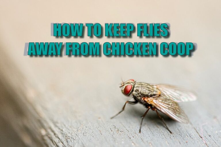 How To Control Flies In The Chicken Coop Effective Tips And Methods