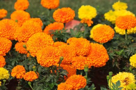 Do Marigolds Come Back Every Year? Unveiling The Mystery Of Marigolds